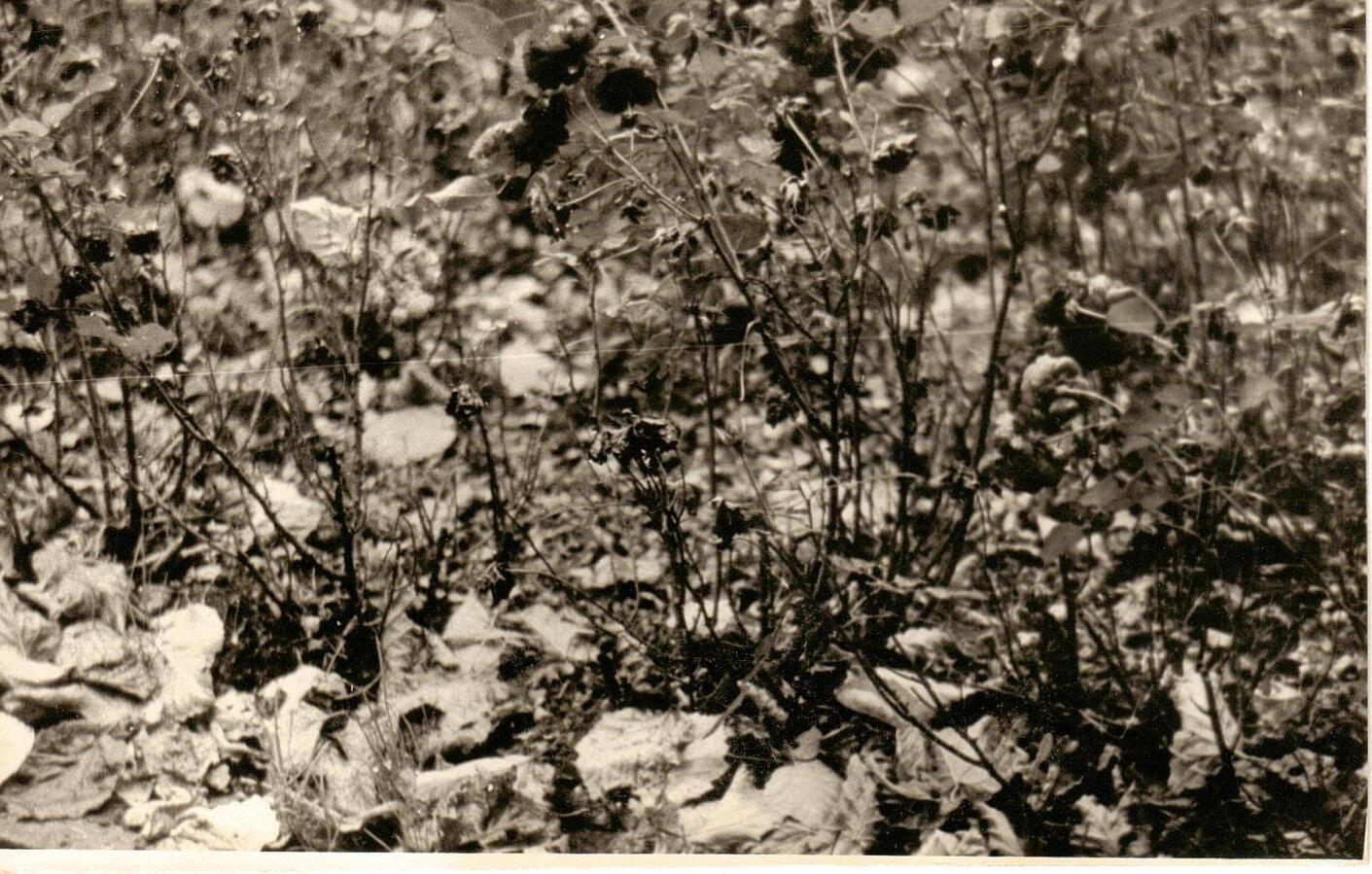 B&W Photography Still #12 by Renata Plis