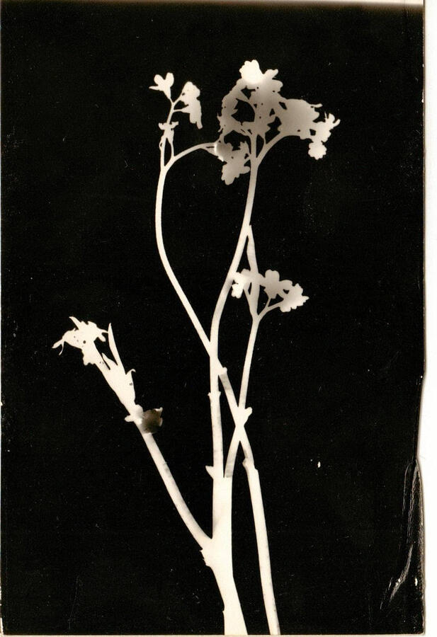 B&W Photography Still #3 by Renata Plis
